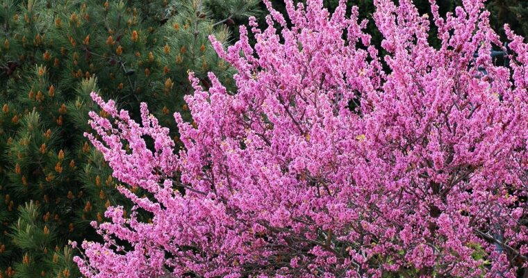 Cercis Siliquastrum oder Judasbaum: wo der Apostel starb