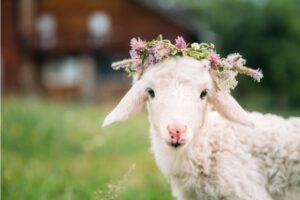 Tiere als Symbole des christlichen Osterfestes